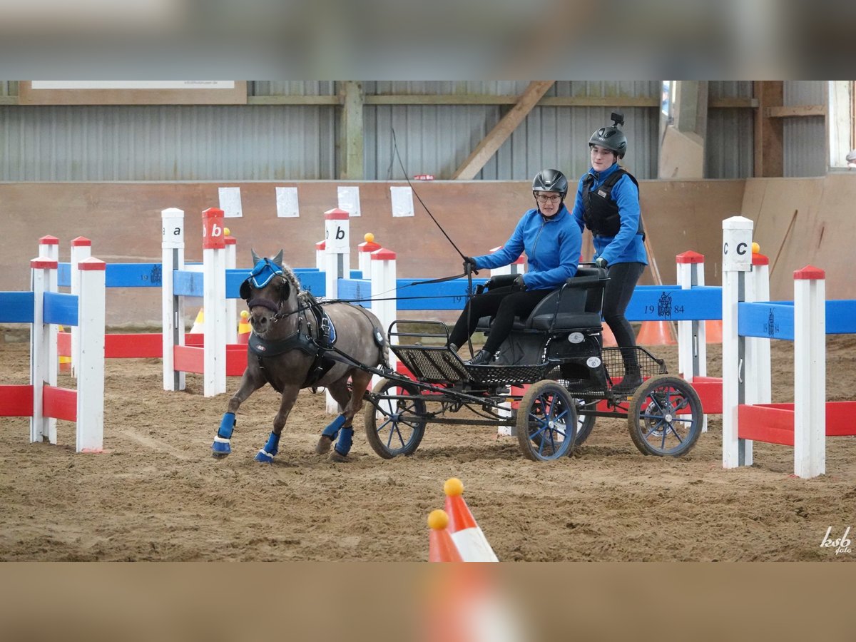 Classic Pony Wallach 11 Jahre 112 cm Dunkelfuchs in Ruhwinkel