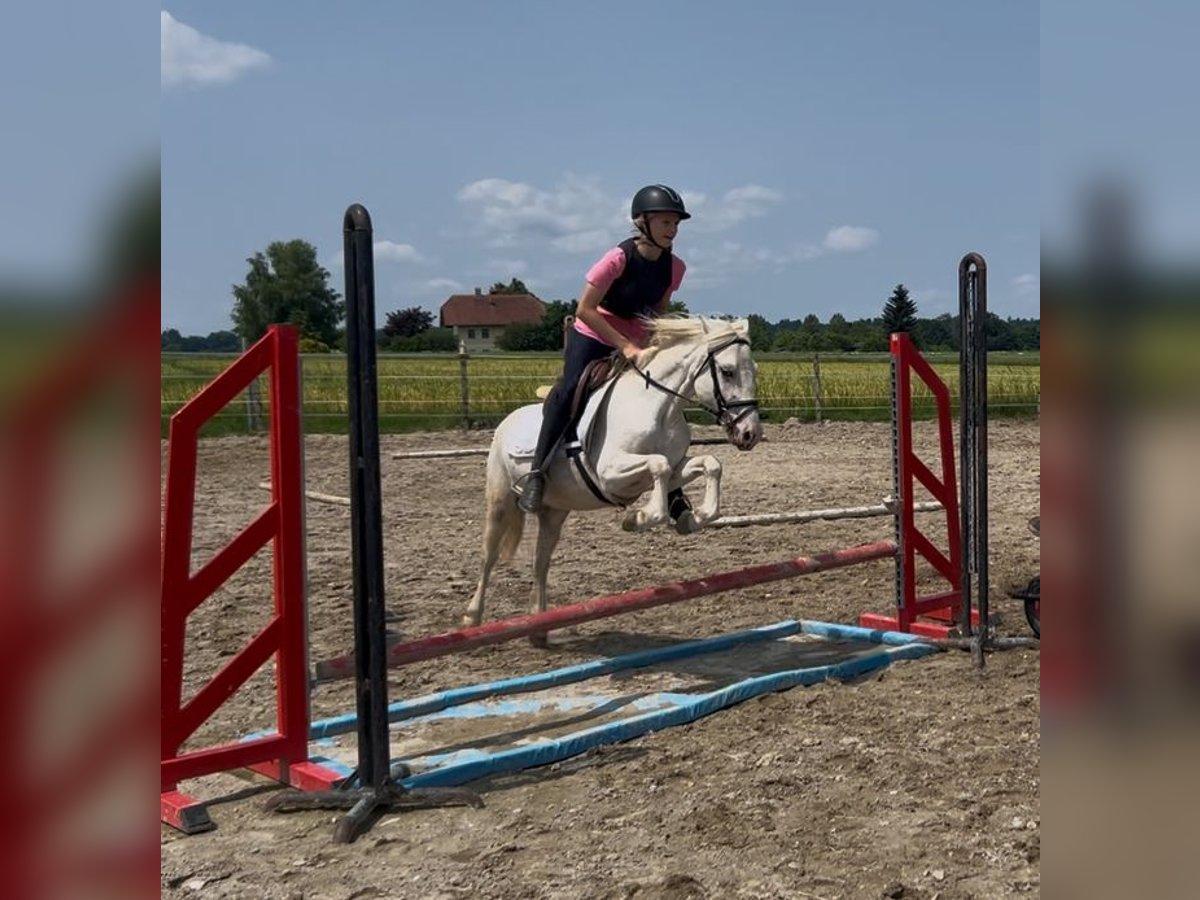 Classic Pony Wallach 11 Jahre 130 cm Cremello in Uttendorf