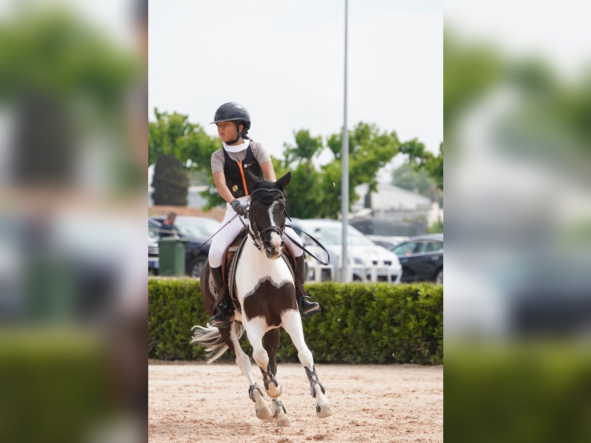 Classic Pony Wallach 12 Jahre 135 cm Schecke in Sitges