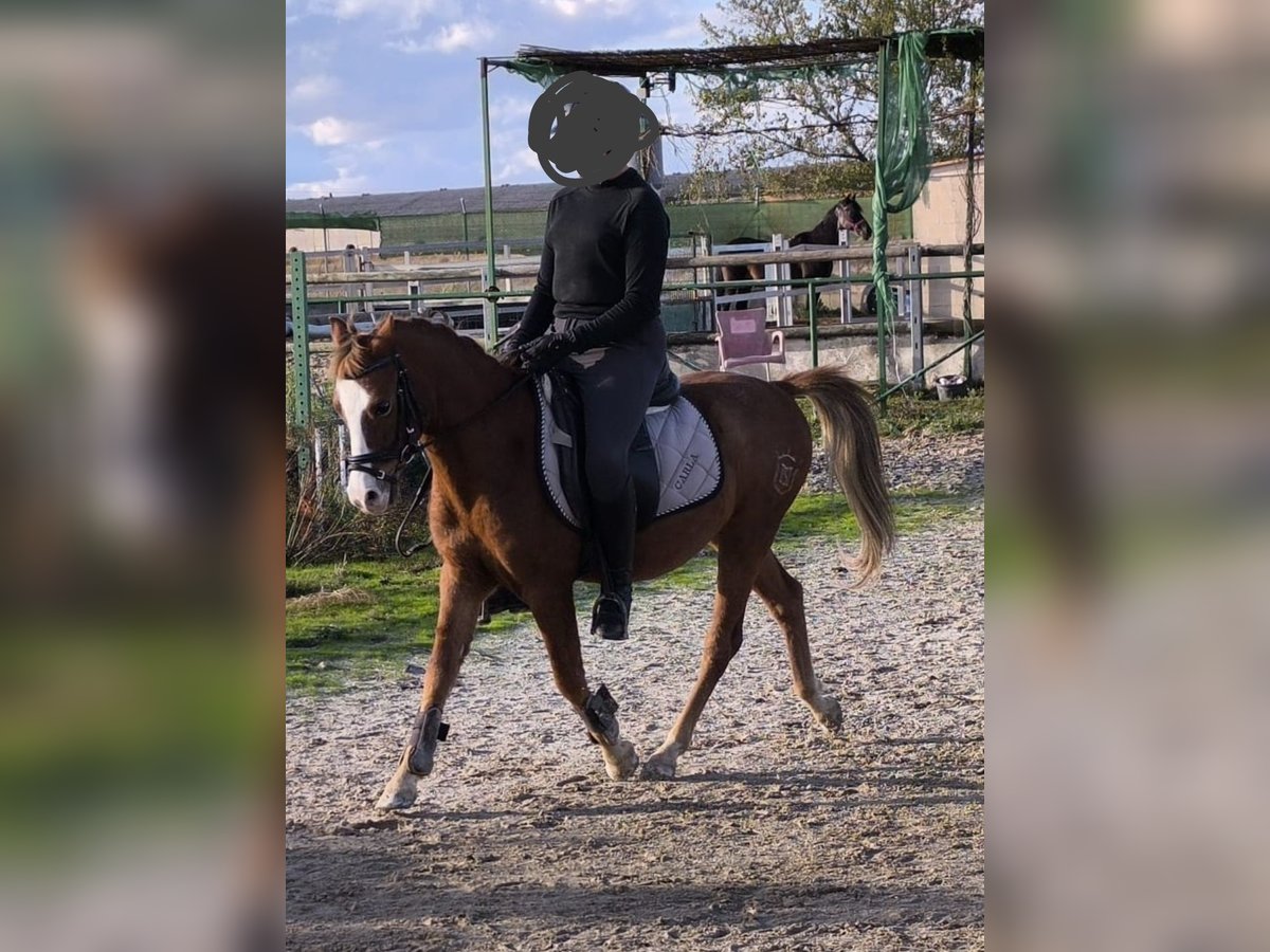 Classic Pony Wallach 13 Jahre 124 cm Rotfuchs in MojadosMojados