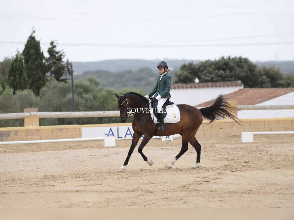 Classic Pony Wallach 14 Jahre Rappe in Muro