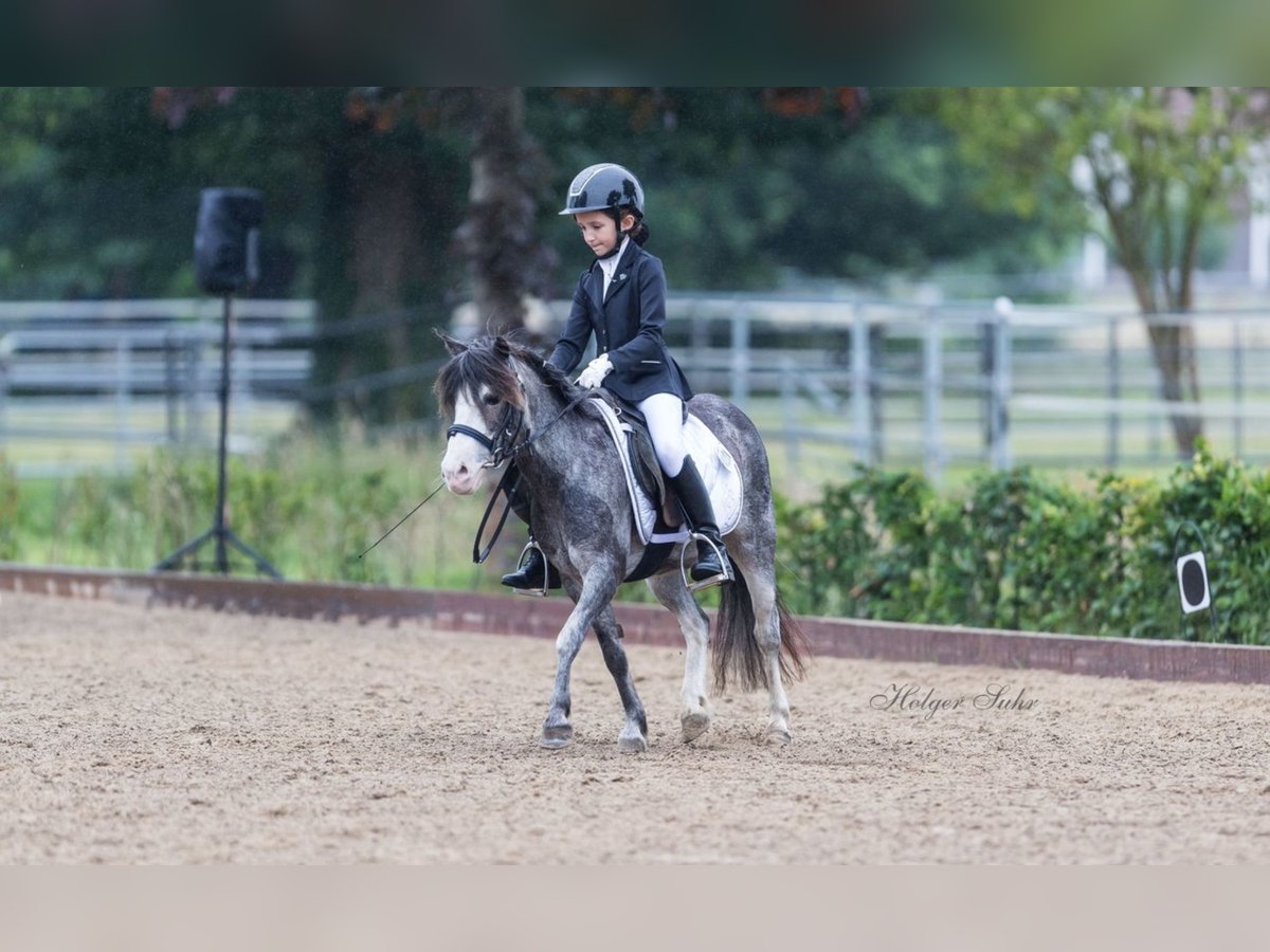 Classic Pony Wallach 19 Jahre 110 cm Roan-Blue in Neumünster