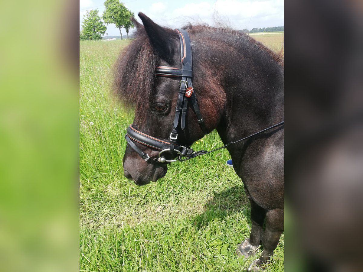 Classic Pony Wallach 20 Jahre 118 cm Schwarzbrauner in Niemetal
