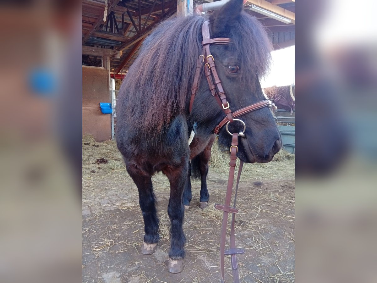 Classic Pony Wallach 20 Jahre 118 cm Schwarzbrauner in Niemetal