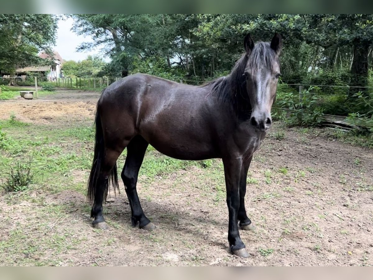 Classic Pony Wallach 2 Jahre in Bonnut