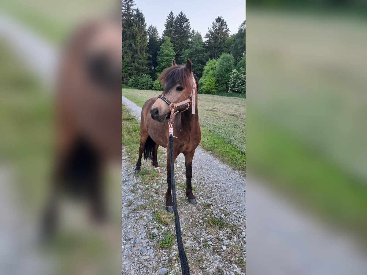 Classic Pony Wallach 5 Jahre 103 cm Dunkelbrauner in Weil