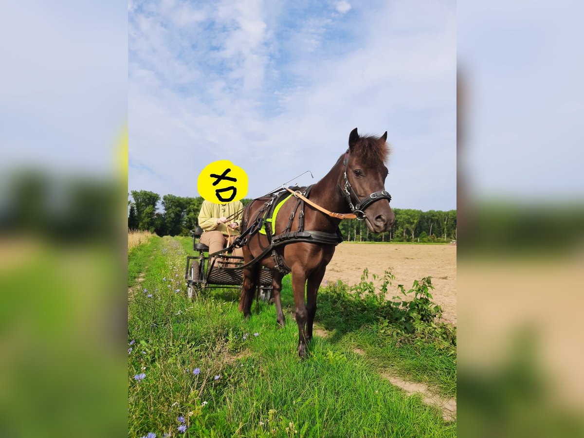 Classic Pony Wallach 7 Jahre 115 cm Rappe in K&#xF6;ln Worringen