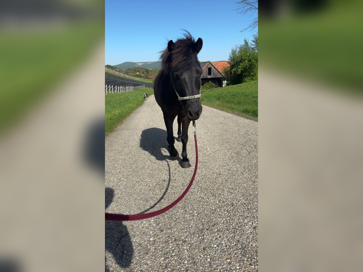 Classic Pony Mix Wallach 8 Jahre 123 cm Dunkelbrauner in Weixelbaum
