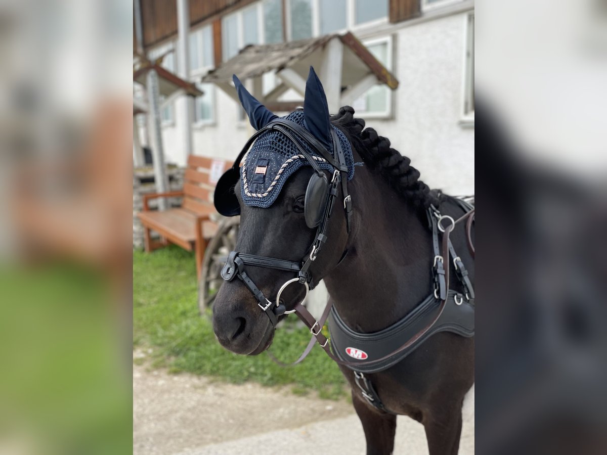 Classic Pony Wallach 9 Jahre 117 cm Dunkelbrauner in Giengen an der Brenz