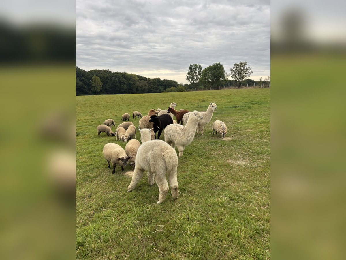 7 Alpakas 5 Wallache und 2 Stuten 