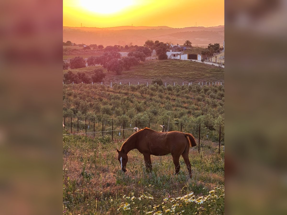 House + Equestrian facilities in Spain