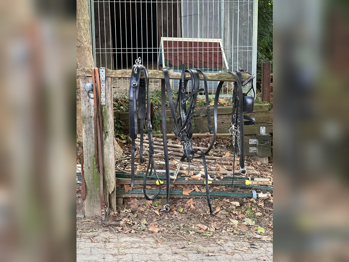 2-Spänner Brustblattgeschirr Leder für WB komplett