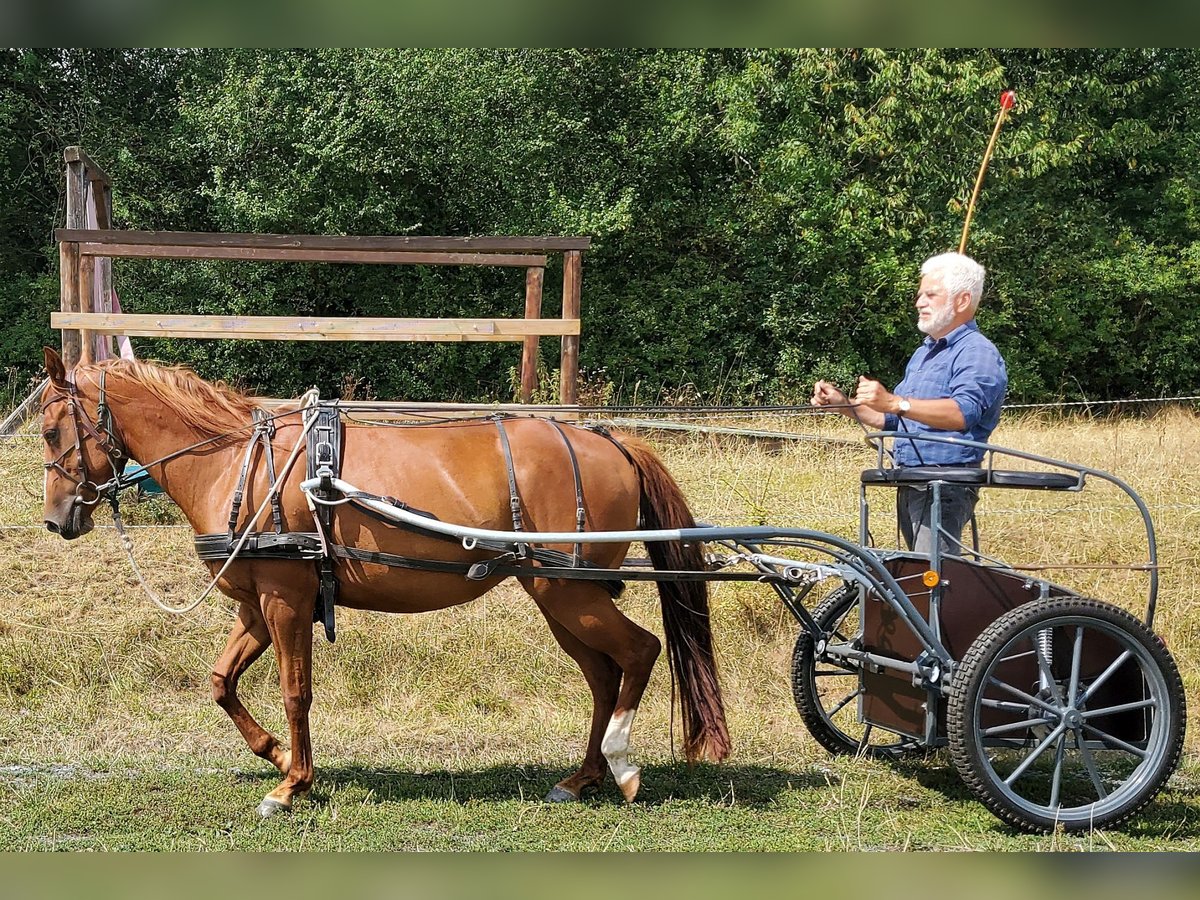 Einachskutsche im Streitwagen-Design - wenig gefahren