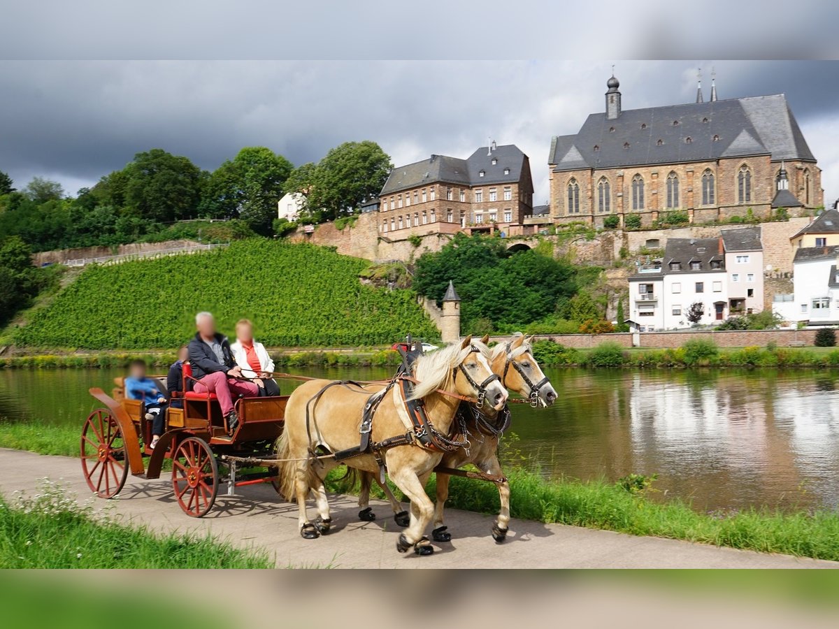 Jagdwagen, offene naturholzfarbende Kutsche,  Hochzeitskutsche
