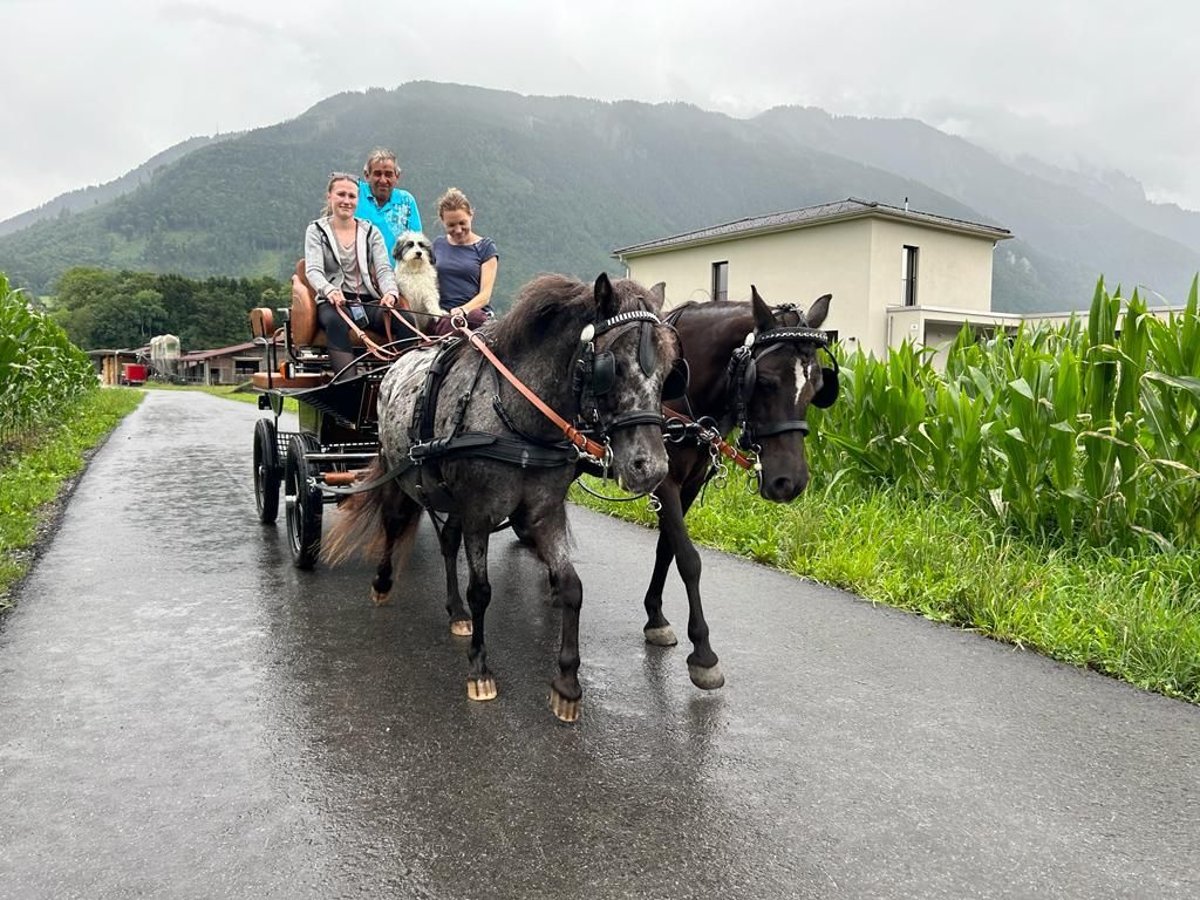 Zweispänner-Brustblattgeschirr für Ponys Stckm.  1,20m