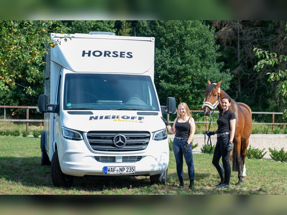 2er Pferdetransporter Mercedes-Benz Sprinter-Niehoff P2