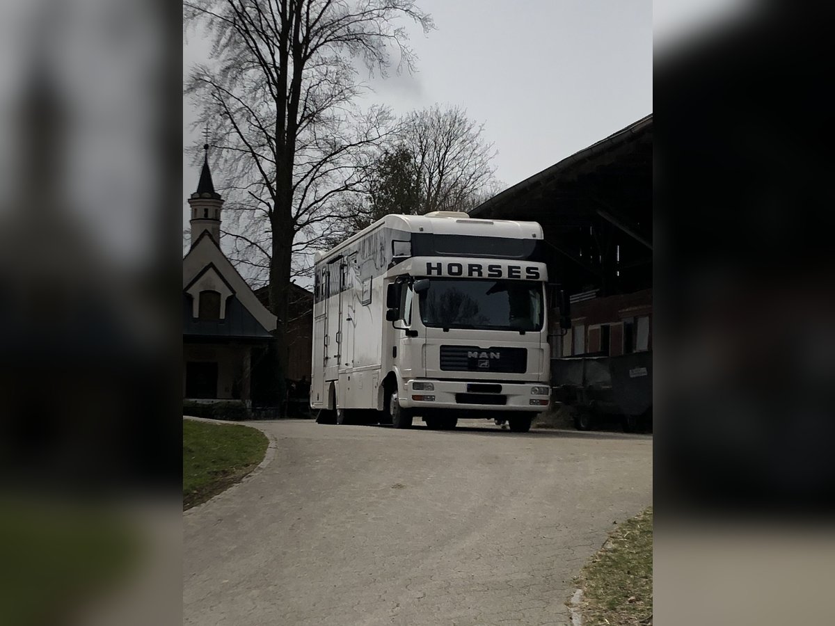 Pferde LKW MAN TGL 12 240 4-5 Pferde + Wohnabteil