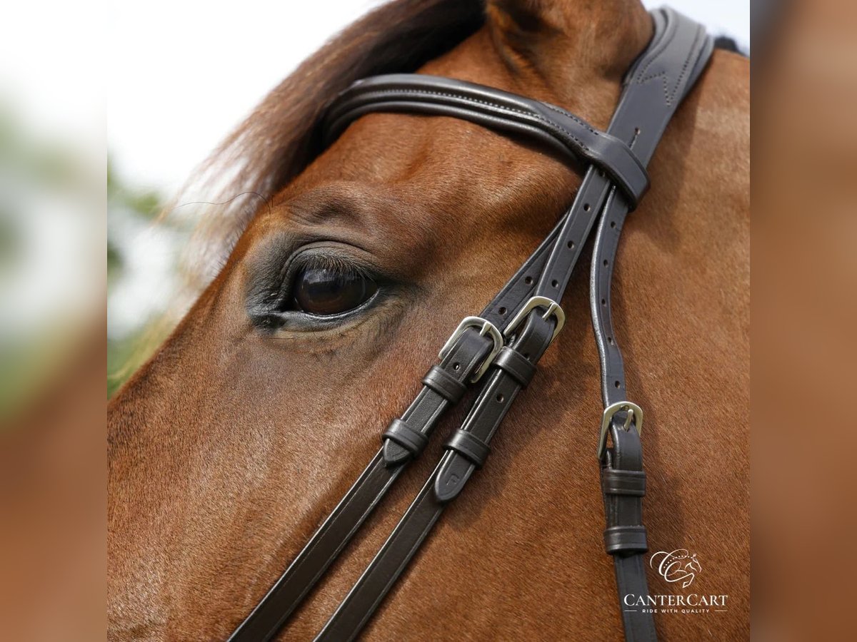 Brown English Bridle Premium Horse Tack CanterCart