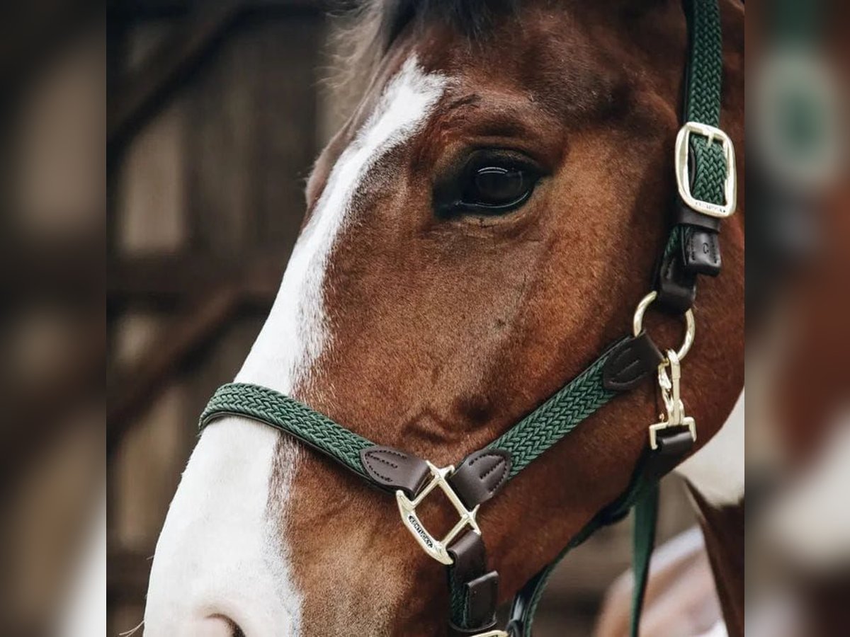 quality head collar for your foal 