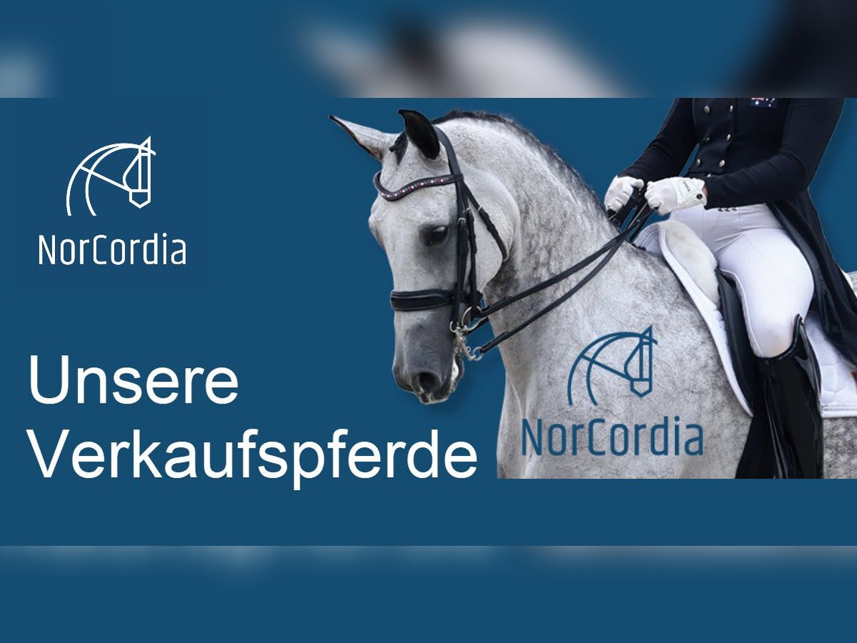 Hochwertige Dressurpferde von NorCordia Hochwertige Dressurpferde von NorCordia