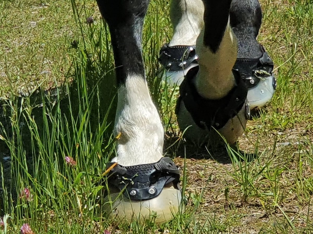 floating hoof boots