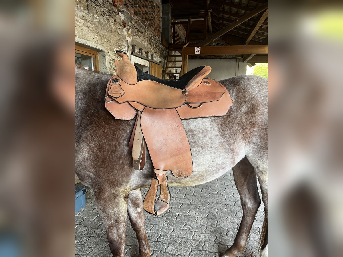 Westeren saddle