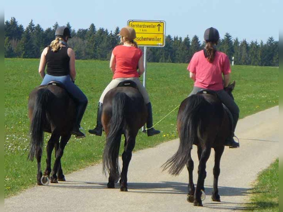 Reiterferien für Mädchen ab 10 Jahren in Mittelfranken, Fam. Atmosphäre, kleine Gruppen. 