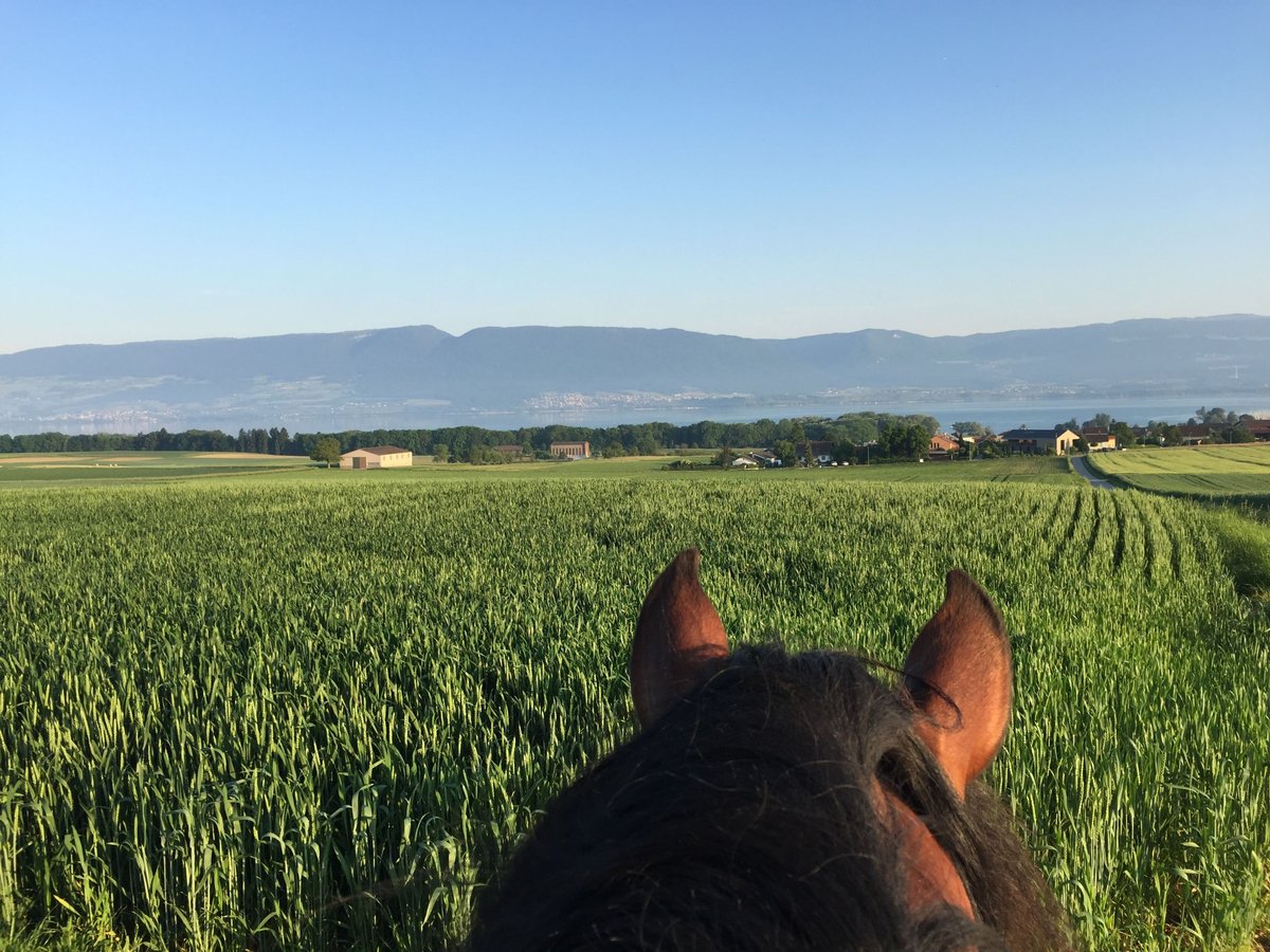 Avenches: Equestrian living at its best: box packages with apartment / studio