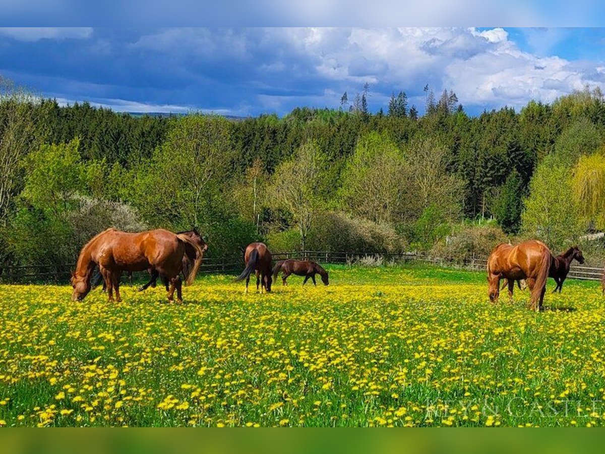 Landsitz mit traumhafter Reitanlage und luxuriösem Wohnhaus in Alleinlage