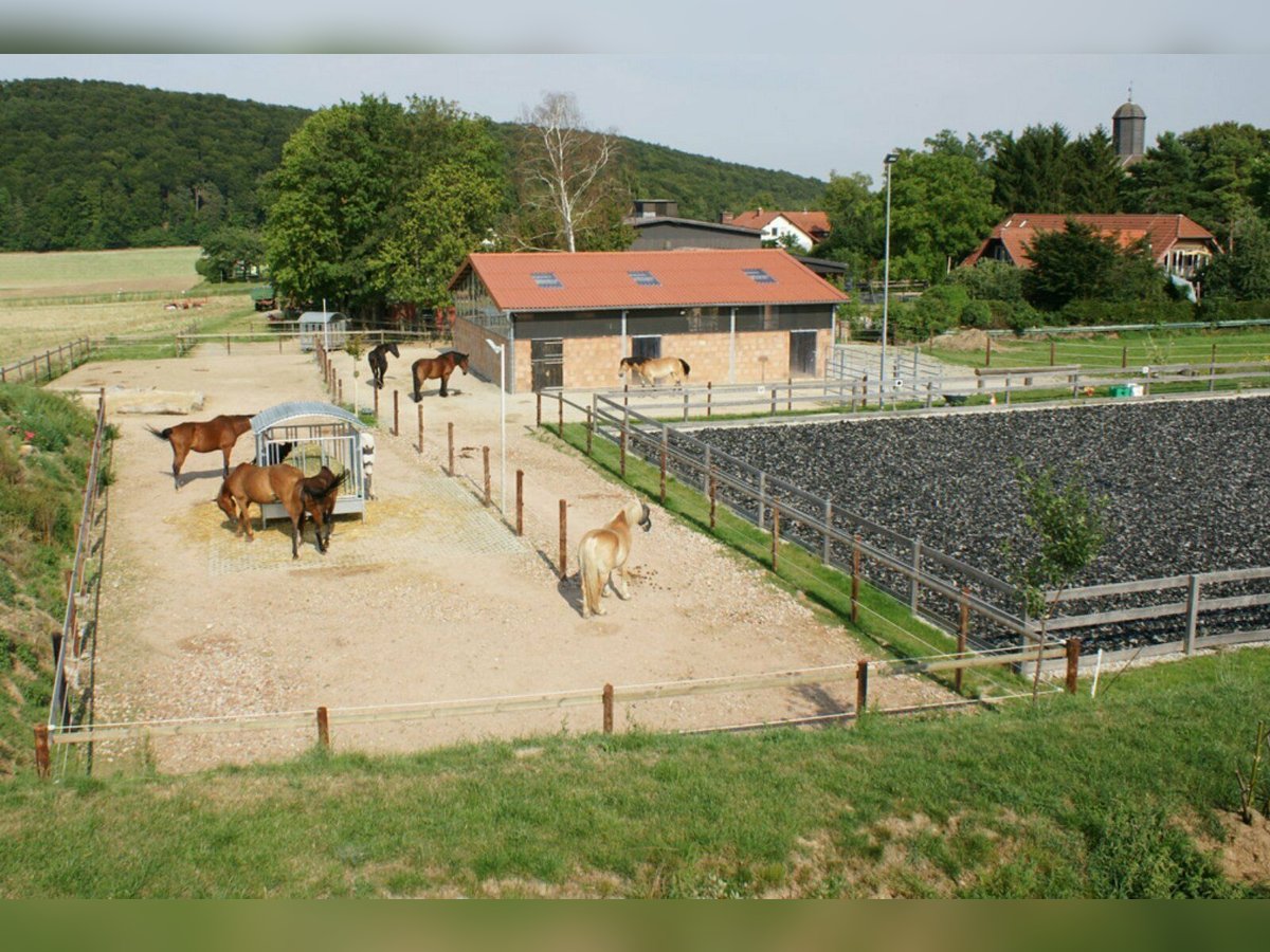 Platz in kleinem, privaten Bewegungsstall - Nähe Göttingen/Witzenhausen