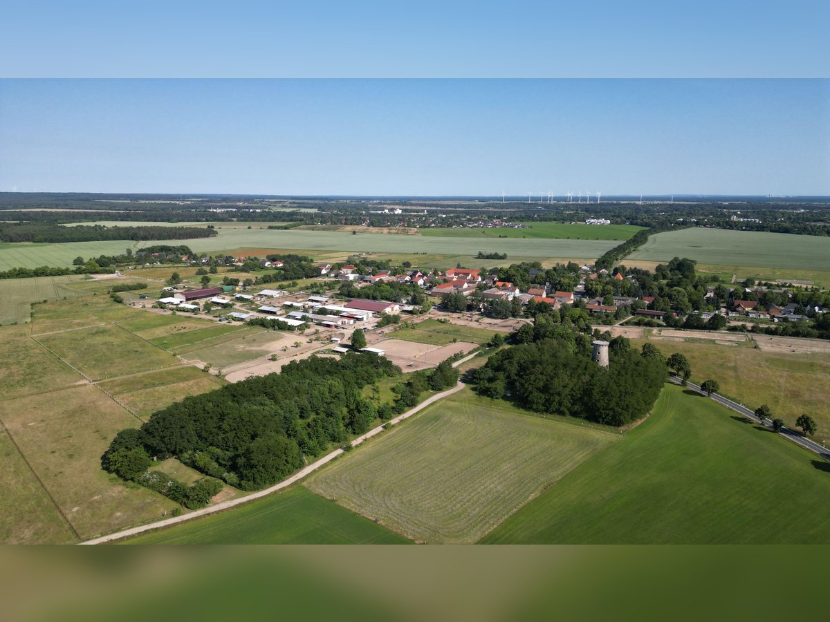 Aufzucht für Hengste und Wallache 