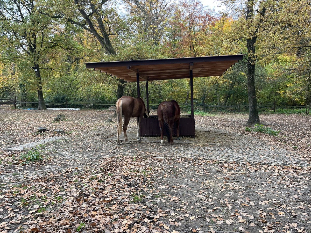 Aufzuchtplatz Offenstallplatz