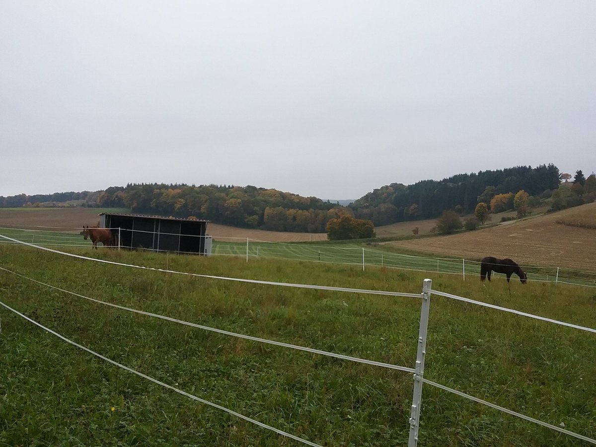 Biete Aufzuchtplatz für Hengstfohlen /Stutfohlen 