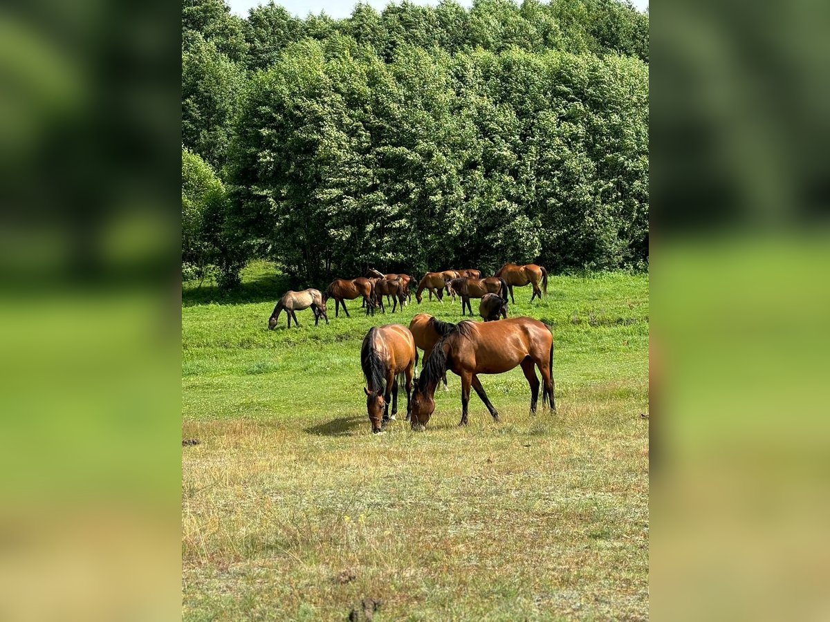 Pferdepension Polen – familiär & artgerecht Pferdepension Polen – familiär & artgerecht