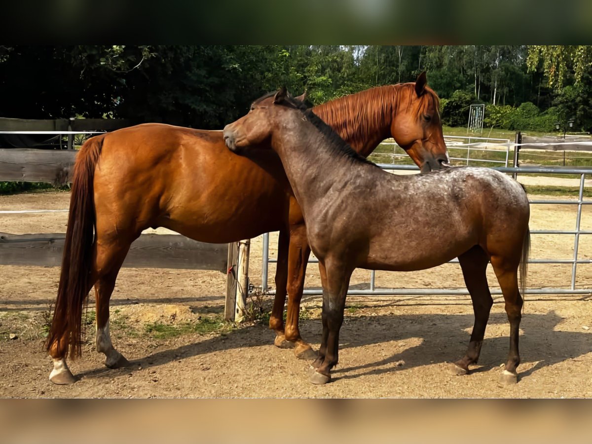 Einstell- Pensionsplatz im Offenstall für Pferd/Pony in Görlitz am Berzdorfer See
