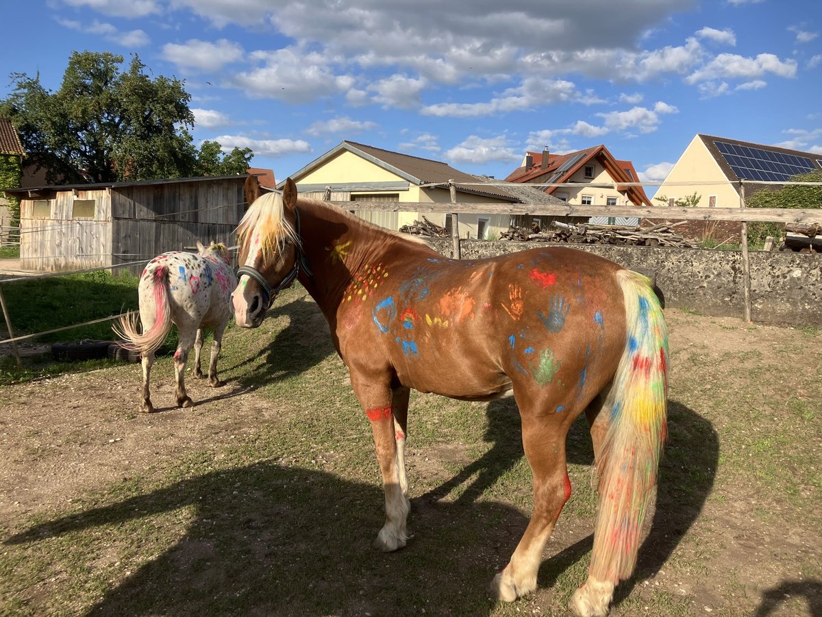 Einstellplatz Offenstall Stallplatz Wallach Aktivstall Pony, Rehe
