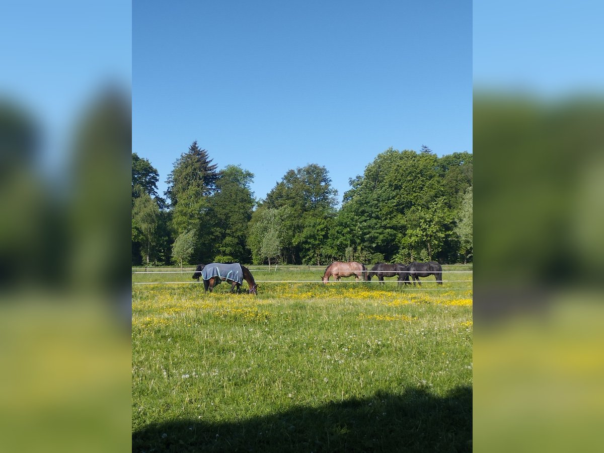 Offenstallplatz mit Unterricht/Beritt frei