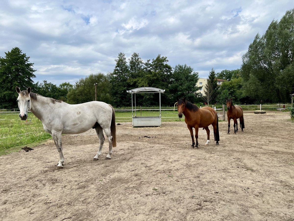 Privater Offenstallplatz in kleiner Wallachherde