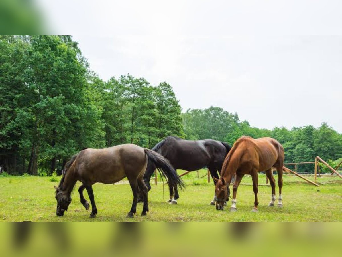 Suche Offenstall / Paddockboxen / Stalltrakt 