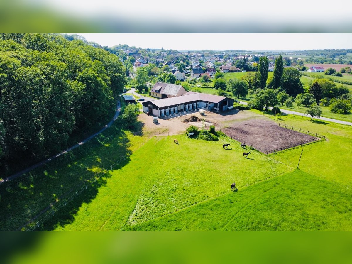 Betreutes wohnen für Ihr Pferd 