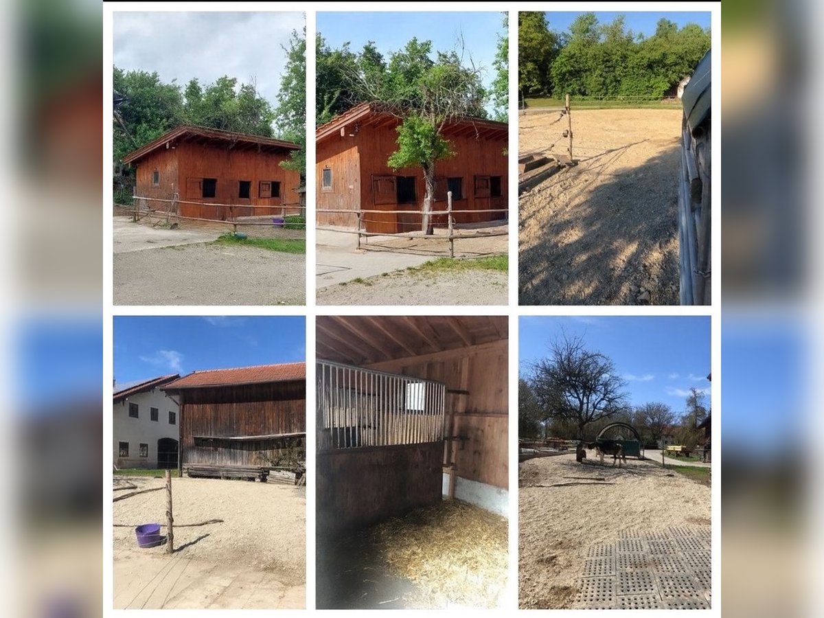 Freie Paddockbox mit Rundum-Service zu vergeben