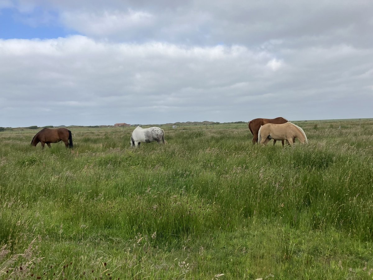 (Kur)Weideplatz auf der Nordseeinsel Langeoog