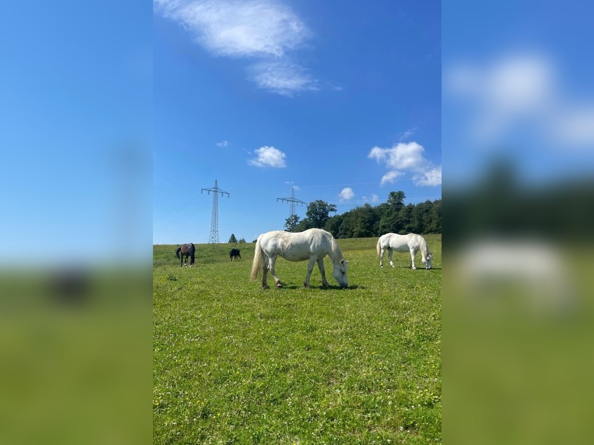 Platz für Pferd in Offenstall / Weidehaltung (selten!)