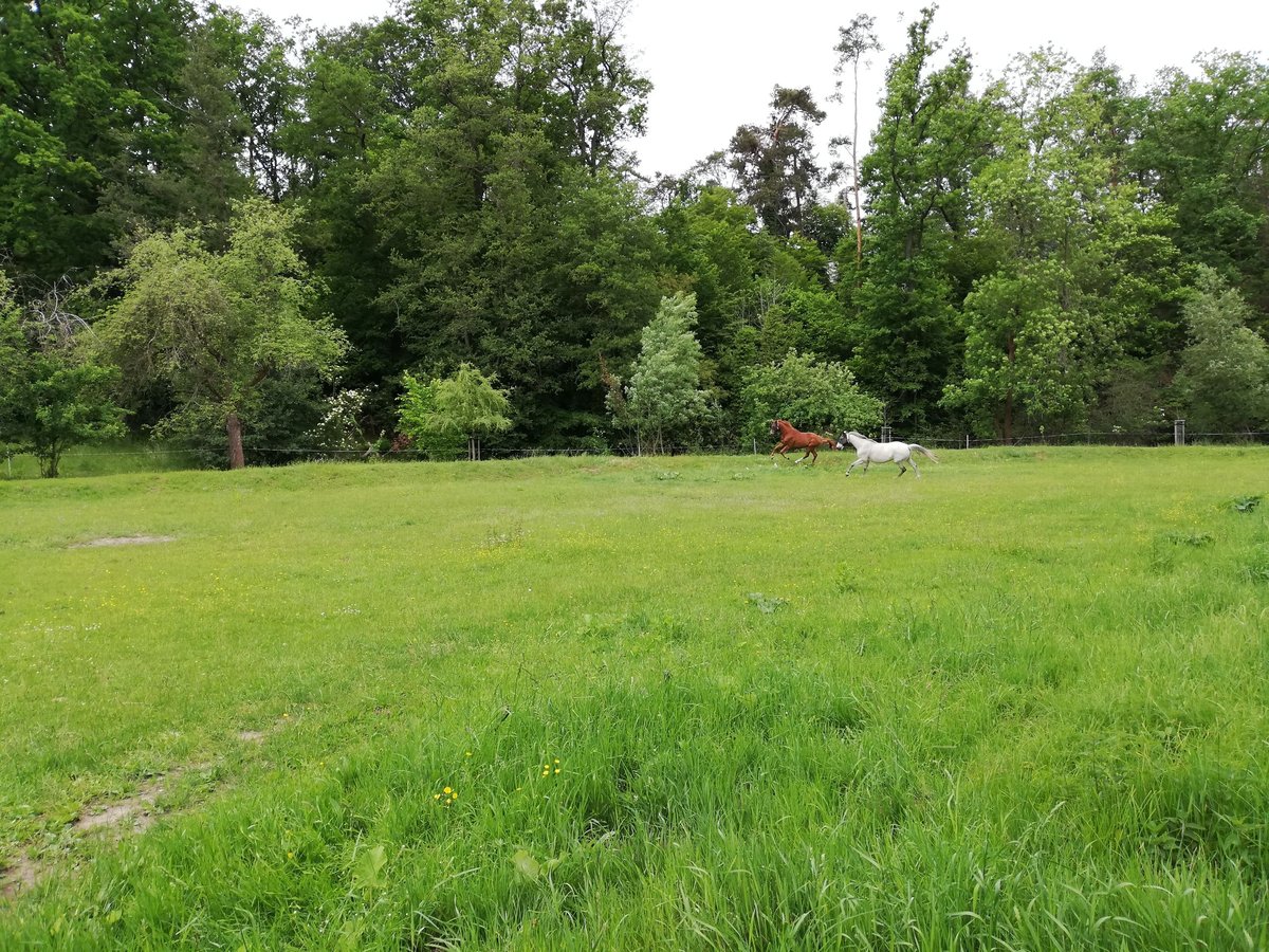 Boxenplatz im Selbstversorgerstall - Tagsüber ganzjährig Koppel