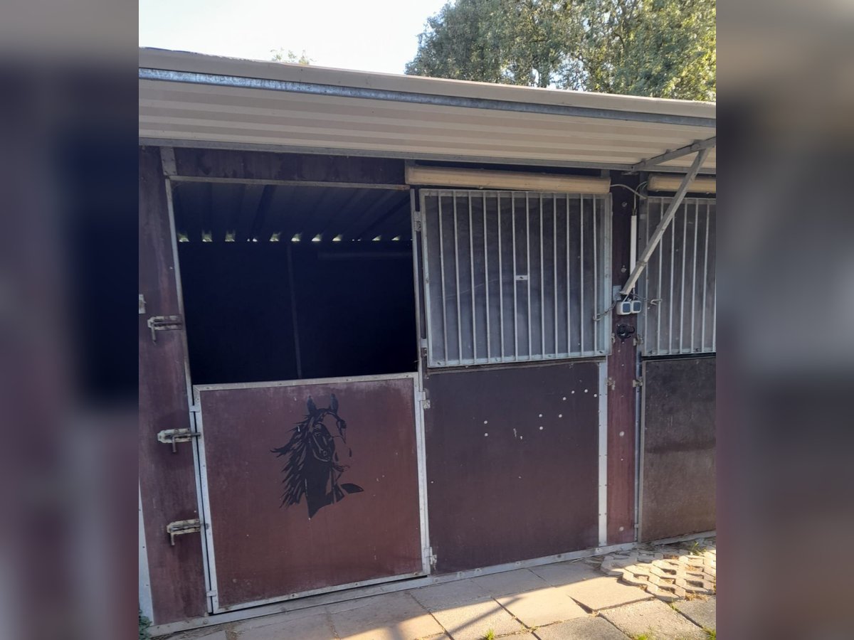 Schöne luftige Pferdebox frei Schöne luftige Pferdebox frei