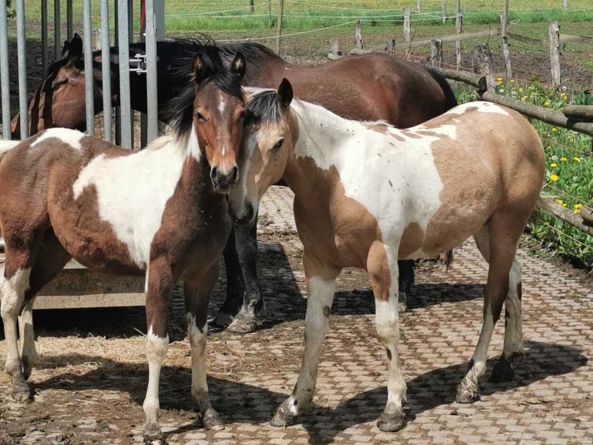 BERITTFÜHER INN FÜR SOFORT  oder für 2026  GESUCHT  !!!