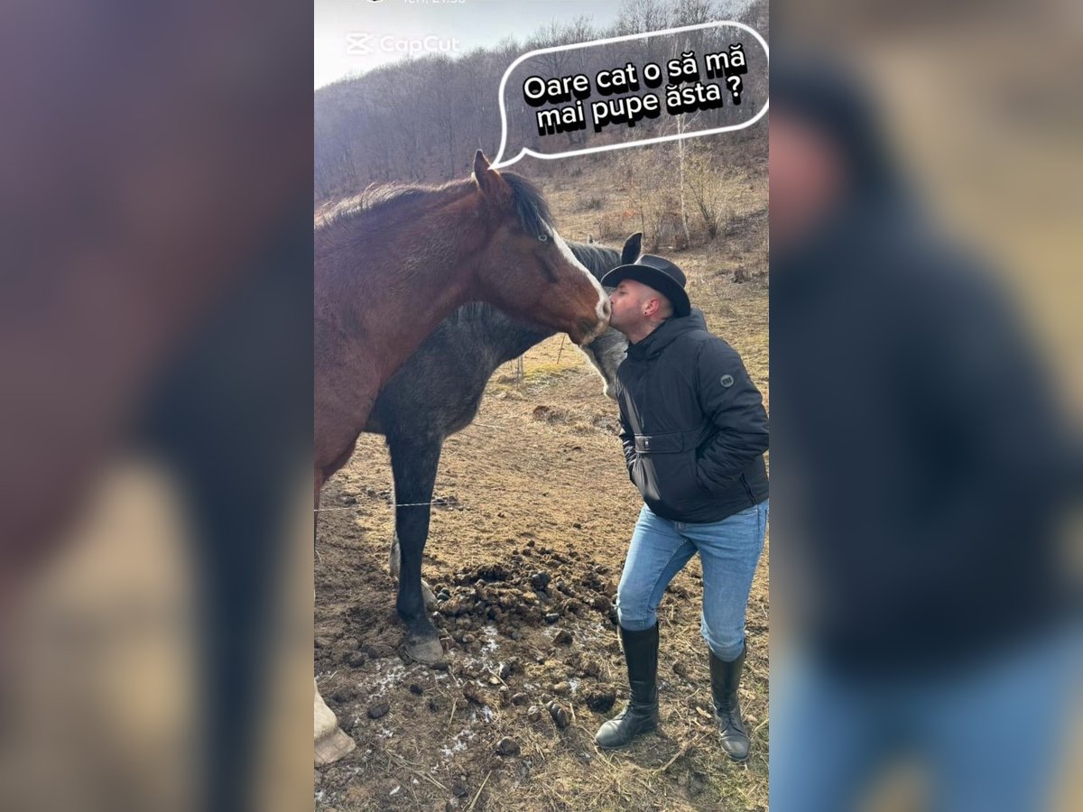 Pferdepflegerhelfer, Tierpfleger, Stallhilfe, Stallbursche, Hofarbeiter