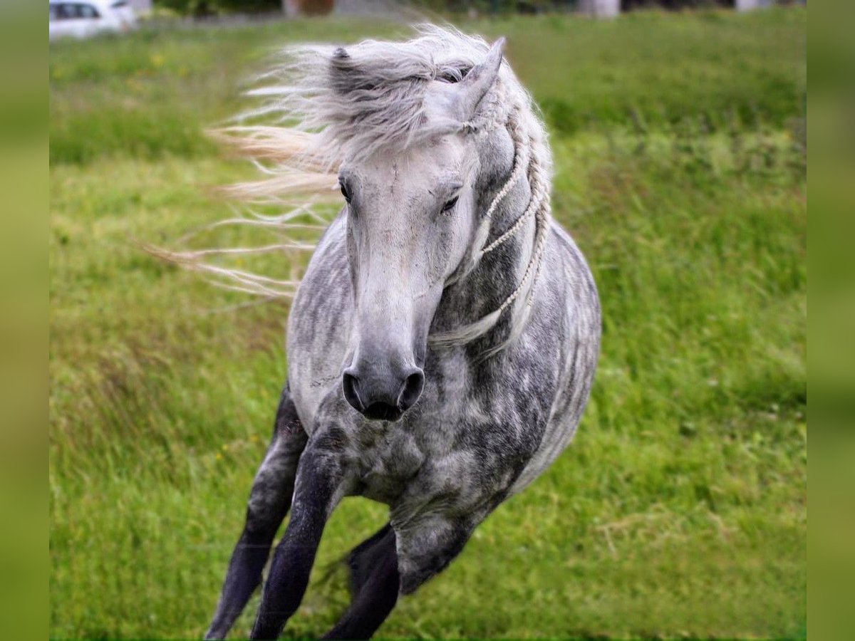 Internationale Vermittlung  von Pferden und Ponys