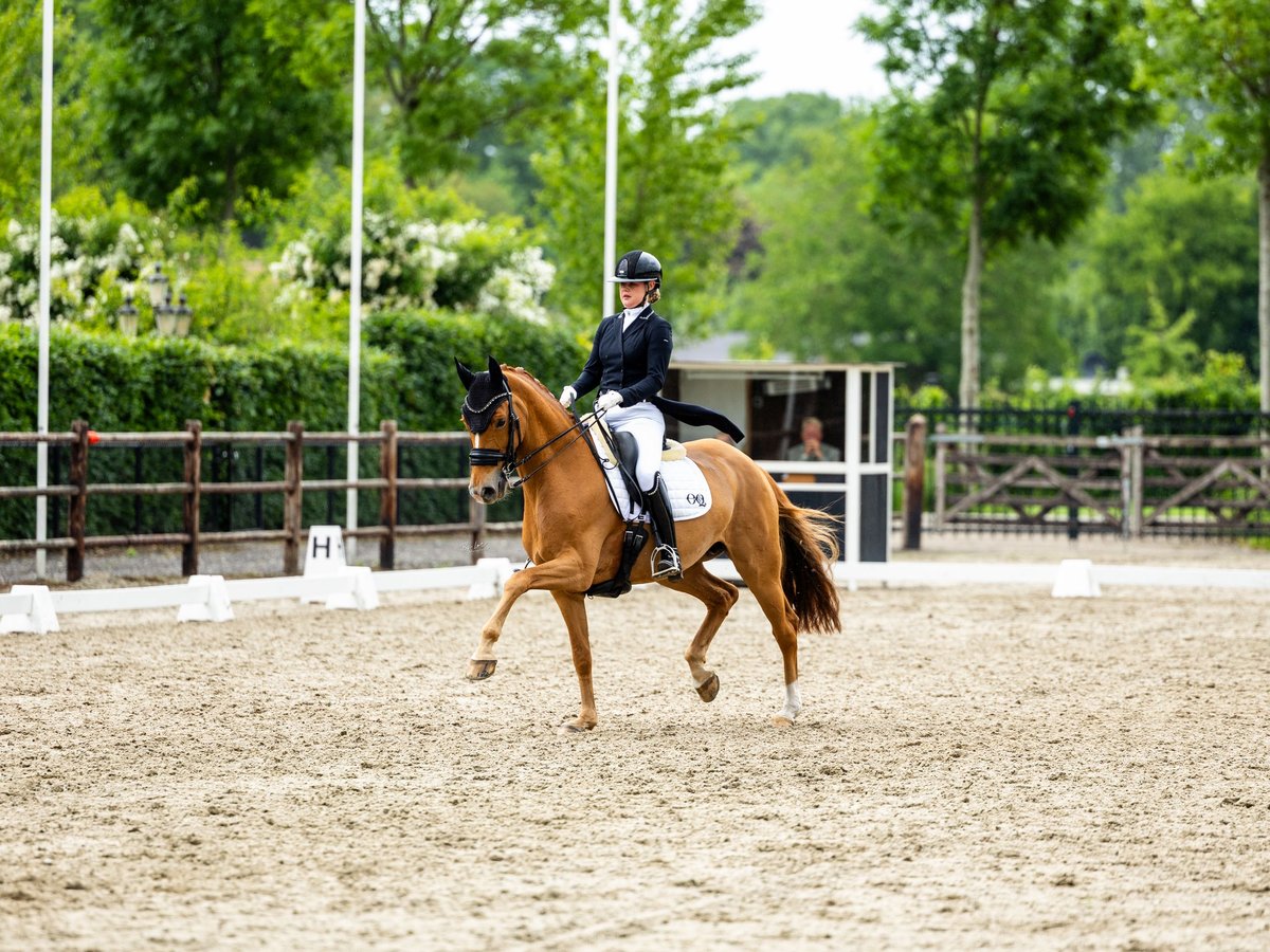  Working Student Position – Dressage Stable in Weert, The Netherlands 