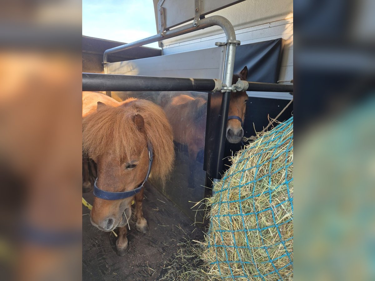 Pflegebeteiligung für meine drei Shetlandponys gesucht